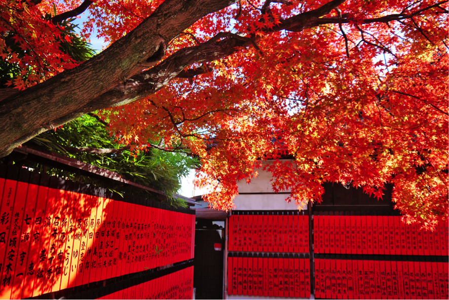 いつもと違う京都に出会う旅 新鮮な気持ちで行けるスポット Iroadori イロドリ